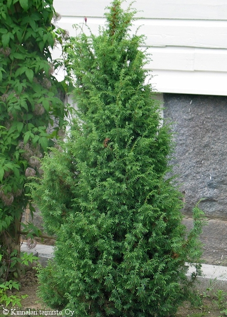Juniperus communis 'Norrback', pilarikataja